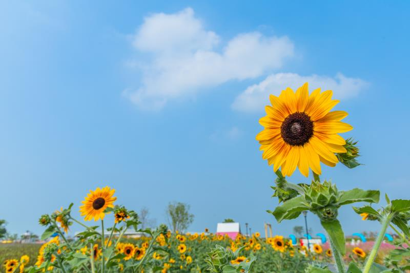 步入秋季，向日葵、混色牵牛花、长春花、郁金香、千日红、繁星花、蓝星花、一串红等十多种鲜花在园内盛放.jpg