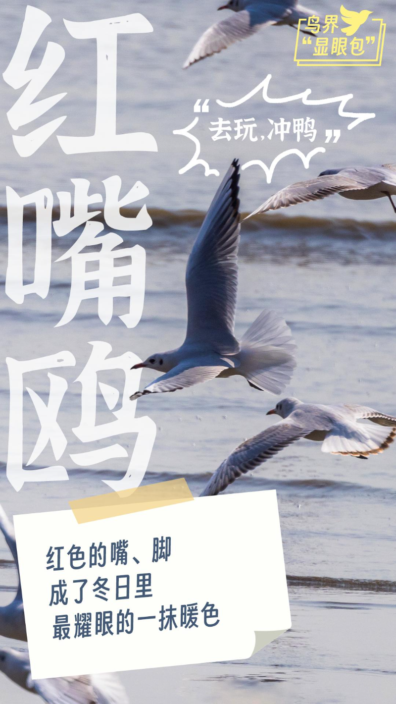 红嘴鸥(1).jpg