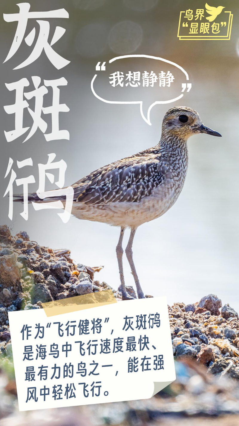 灰板(1).jpg