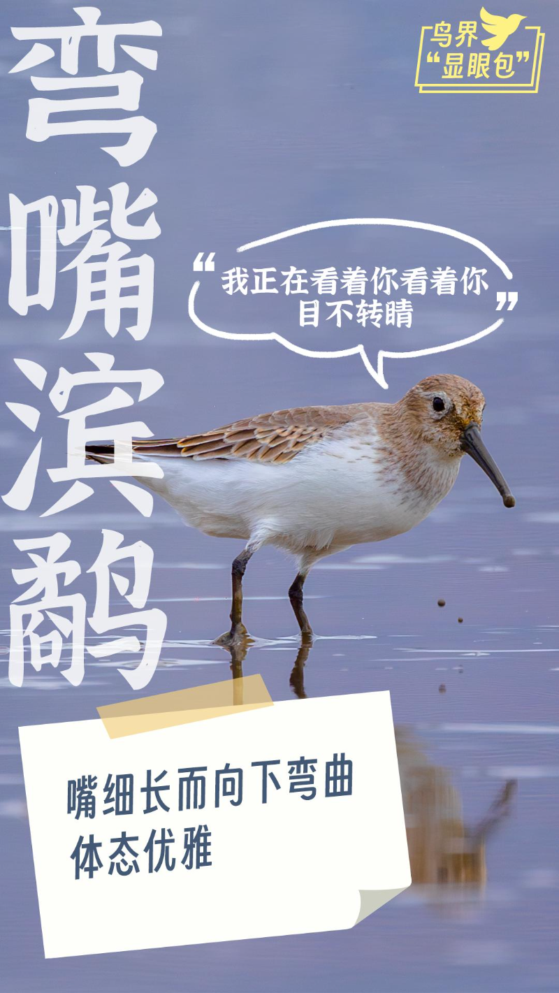 弯嘴(1).jpg