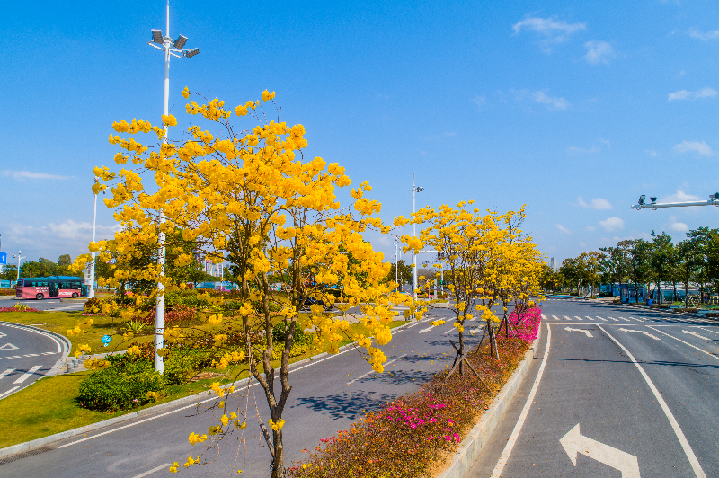 2024年2月21日，东海路黄花风铃木DJI_0625.jpg
