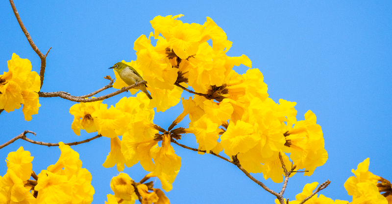 2024年2月21日，绣眼鸟与黄花风铃木HS__0047.jpg