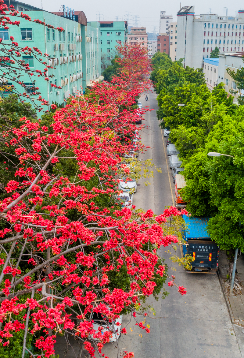 2024年2月29日，路东新围九巷红木棉花DJI_0271.jpg