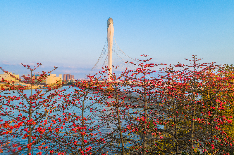 2024年2月21日，滨海湾大桥与红木棉花DJI_0685.jpg