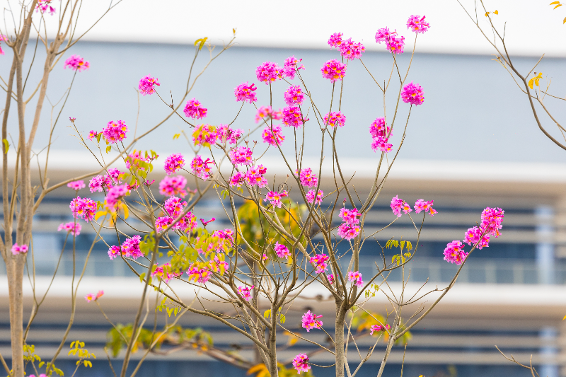 2024年2月21日，东湾大道紫花风铃木HS__9783.jpg