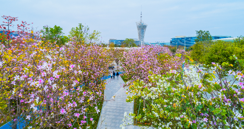 2024年2月21日，文体公园紫荆花DJI_0061.jpg
