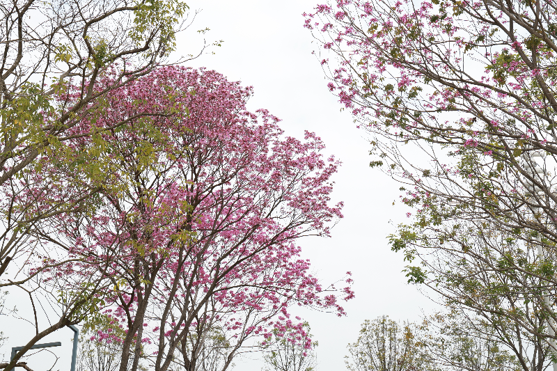 2024年2月22日，书卷驿站旁紫花风铃木HSA_9047.JPG