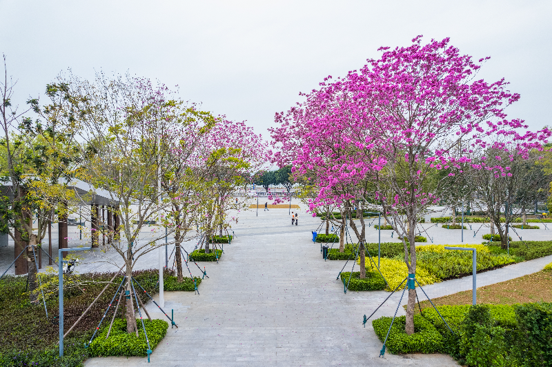 2024年2月28日，书卷驿站旁的紫花风铃木DJI_0118.jpg