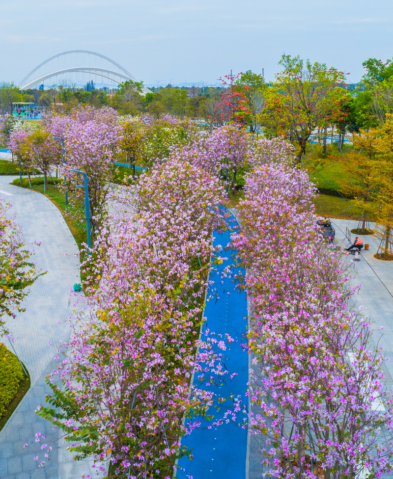2024年2月21日，文体公园紫荆花DJI_0115-.jpg