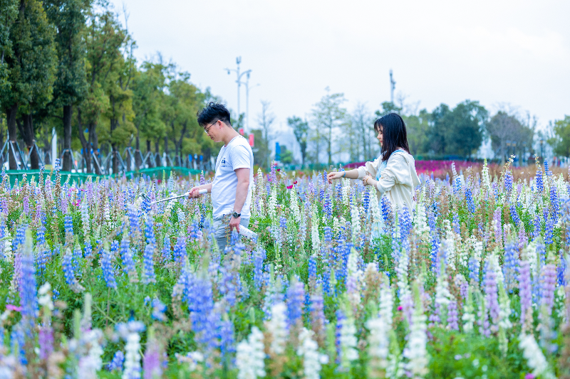 2024年3月22日,花海里多叶羽扇豆花海的游客HS__4464.jpg