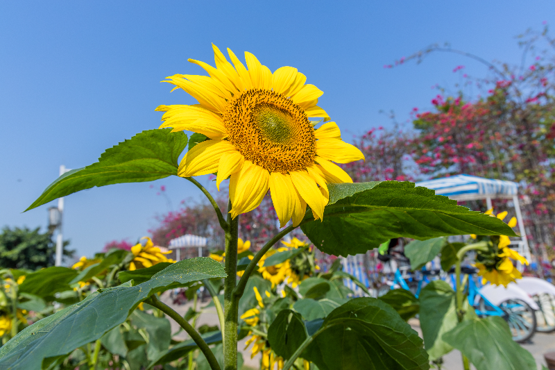 2024年3月20日，花海里向日葵特写HSA_9935.jpg