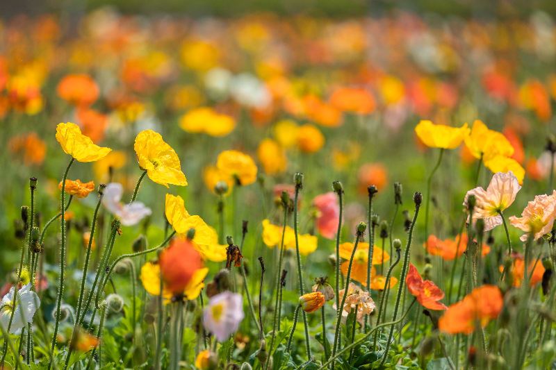 2024年3月20日，花海里花卉HS__3659.jpg