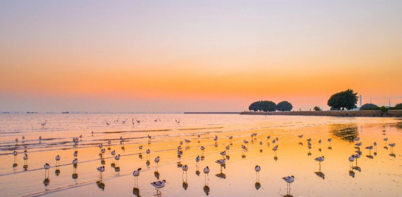 在滨海湾新区交椅湾沿海滩涂，我们时常能看见“秋水共长天一色，落霞与孤鹜齐飞”的美景.jpg