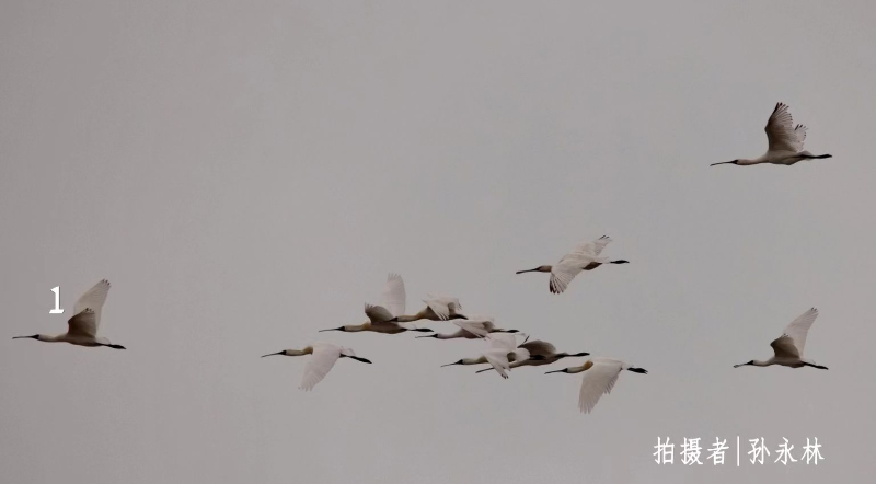 11只黑脸琵鹭“同框”.jpg