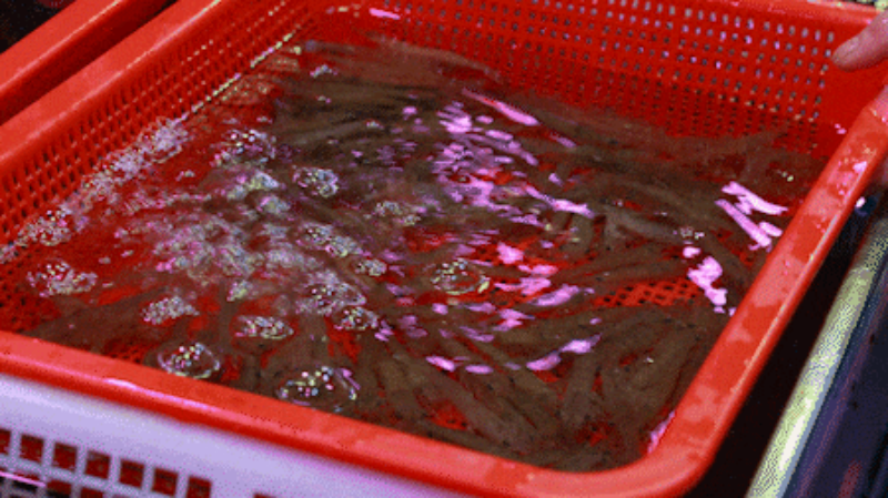 2.gif