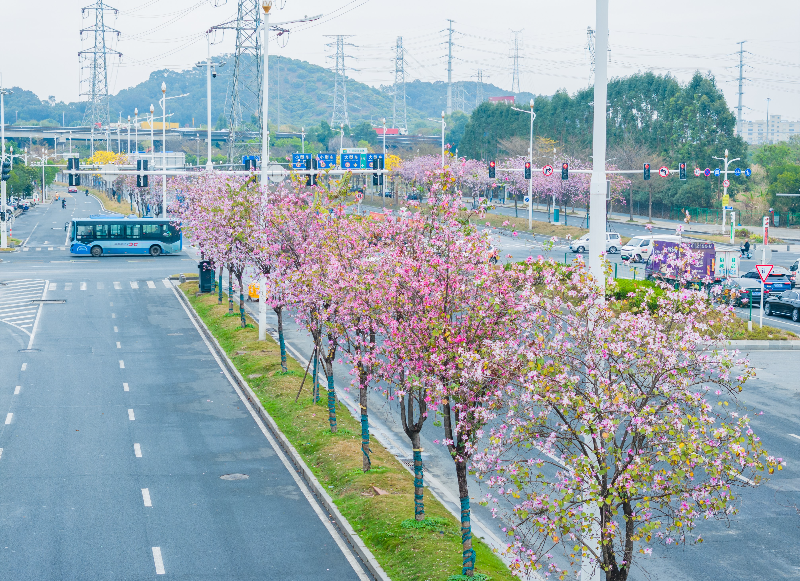 2025年3月8日，滨海湾大道（沙角段）紫荆花DJI_20250308092343_0313_D.jpg