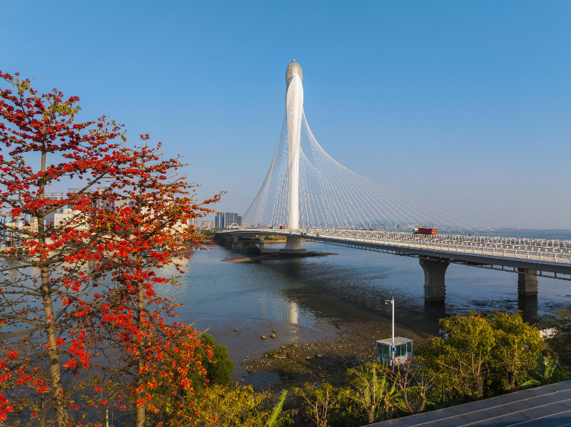 2025年3月19日，滨海湾大桥旁红木棉花DJI_20250319165357_0180_D.jpg