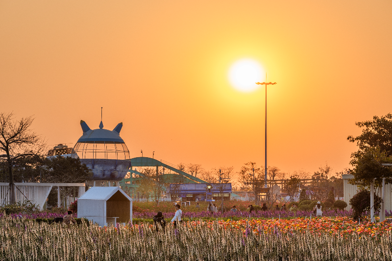 生态景点-花海里-2026年-2026.02.02花海里花海游客夕阳落日，黄生摄2K9A1900.jpg